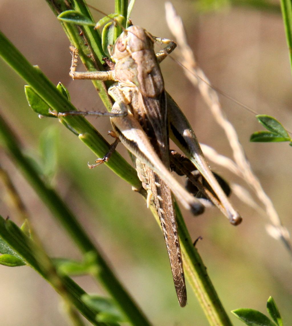 Tettigoniidae da identificare